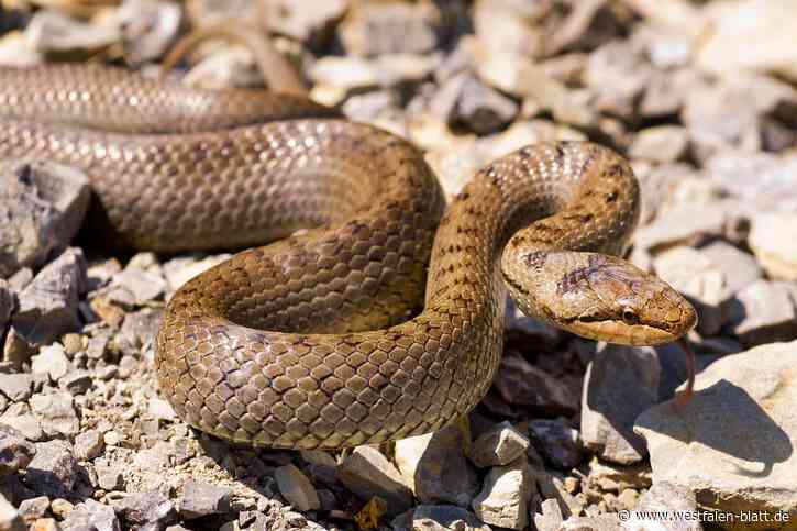 B64 Höxter:  Neue Zäune stoppen flüchtende Schlingnattern vor Bahndamm