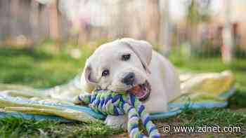 This robot will put dogs out of work? Oh, save us