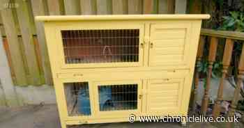 Stacey Solomon's BBC show accused of rabbit hutch 'cruelty' by angry viewers and animal groups