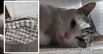 Cat found dumped in laundry bag in Hull park as dog walker heard its cries