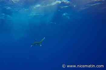 Une adolescente tuée par un requin en Australie