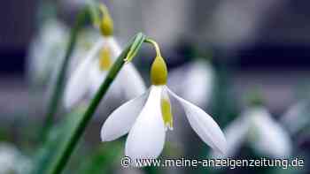 Gelbe Schneeglöckchen – eine Rarität, die man auch in Wald und Wiese findet