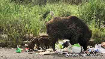 Una barriera “anti cinghiali” sulla Colombo