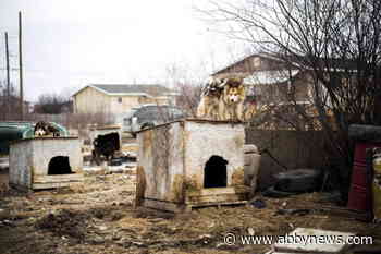 Growing dog populations an issue in some remote communities, shelters under pressure