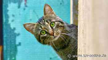 Tierhaarallergie: Was hilft? Diese Möglichkeiten gibt es