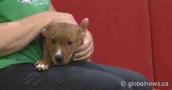 AARCS’ February fundraising encourages ‘heartfelt’ donations