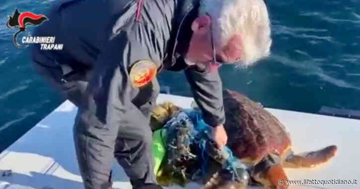 Nuotava intrappolata nella plastica, carabinieri salvano tartaruga di 30 chili a Favignana – Video