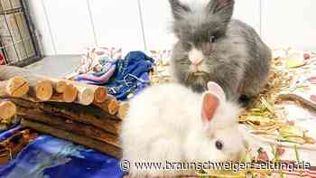 Kaninchen in Salzgitter ausgesetzt und aus höchster Not gerettet