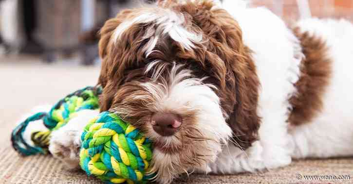 What are the best grooming products for cats and dogs?