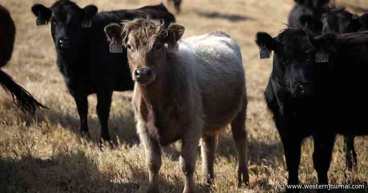 Ranchers Warn of Disease That Could 'Decimate' Cattle Industry - Biden's Open Border to Blame