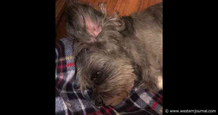 Dog Can't Stand and Is Euthanized After Routine Visit to Groomer: Owner Takes Legal Action