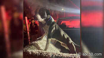 Police officer reunites dog with owner after garage fire in Central Fresno