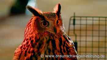 Dringend gesucht: Uhu aus Zoo im Central Park entkommen