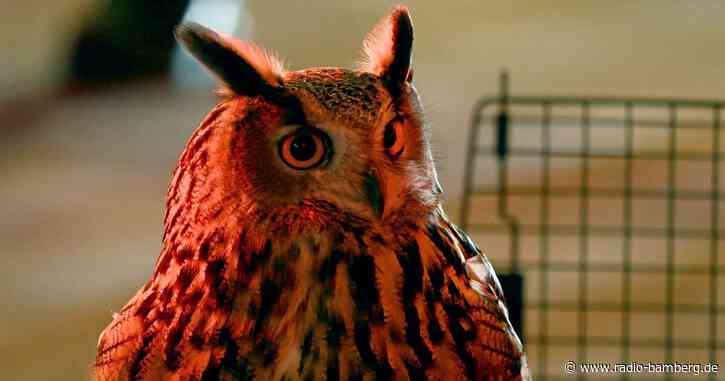 Dringend gesucht: Uhu aus Zoo im Central Park entkommen