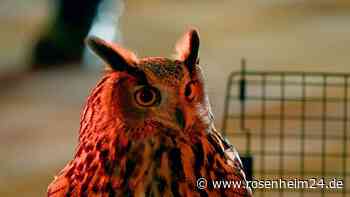 Dringend gesucht: Uhu aus Zoo im Central Park entkommen