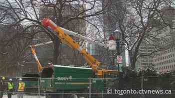 Metrolinx begins to clear trees at Osgoode Hall, agrees to 'pause work' ahead of hearing on their removal