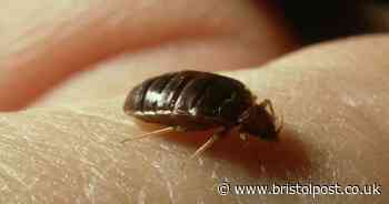 Seven warning signs that can help uncover 'difficult to spot' bed bugs