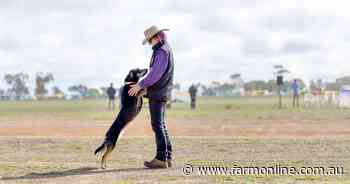 With a dedication to training, Nan is the sheepdog whisperer