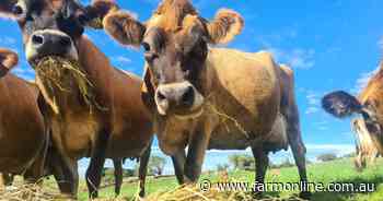 Feed efficiency advantage of a Jersey