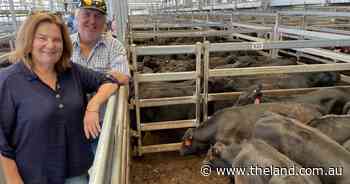 Firmer trends at Tamworth compared to last store sale