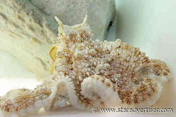 Octopus center in Kona remains closed