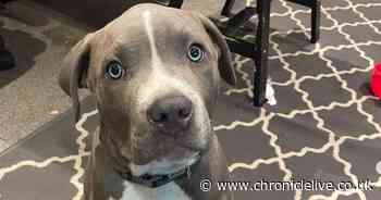 Missing dog scam warning as pet owners are conned out of thousands