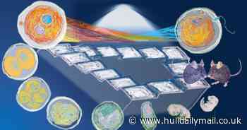 Genes that trigger cancer can be turned off before birth, according to research