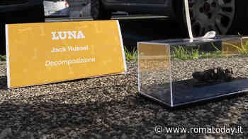 Rubate le deiezioni canine trasformate in opere d'arte 