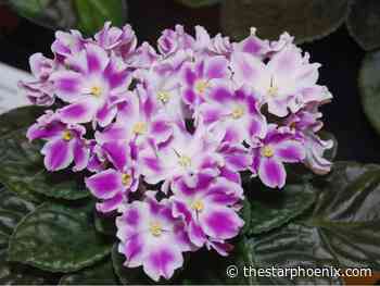 African violets are a multi-coloured delight