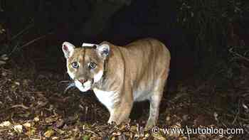 What's a big roadkill problem in California? Cougars