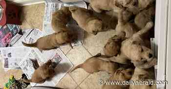 Crystal Lake woman takes in pregnant golden retriever and soon fosters 13 puppies