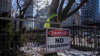 Historic trees at Toronto's Osgoode Hall spared until Feb. 10 following interim injunction