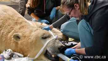 Kinuk the polar bear had to go to the vet. It took 'a very big team effort' — and a forklift