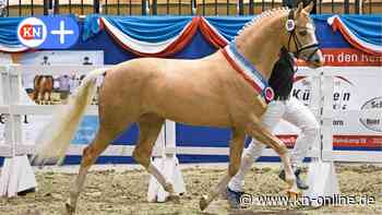 Pferdestammbuch SH/HH: Steendieks Dream in Gold ist überlegener Reitponysieger