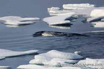 Inuit, environmental groups call for stronger measures to reduce underwater noise