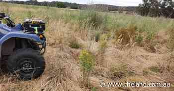 More to St John's wort control than once-off inspection and spraying