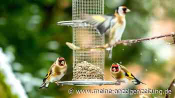 Wer ist wer? Zehn Vögel am Futterhäuschen, die nicht jeder kennt