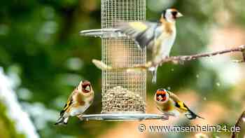 Wer ist wer? Zehn Vögel am Futterhäuschen, die nicht jeder kennt