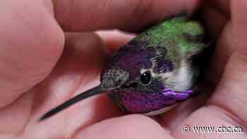 The tale of Yosemite Sam: How a California hummingbird got lost and landed in Saskatoon