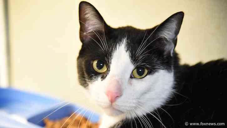Florida cat given away by owner for being 'too affectionate' finds new home