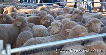 Bidding battles push up trade lamb indicator