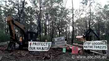 Protesters lock onto sawmill gates as simultaneous logging protests begin in NSW