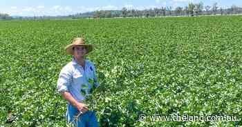 Favourable yield outlook for Rush family's last cotton season on NSW-QLD border