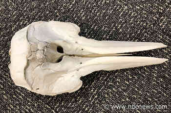 Dolphin skull found in luggage at Detroit airport