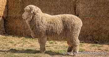 Shalimar Park rams sell to $4250