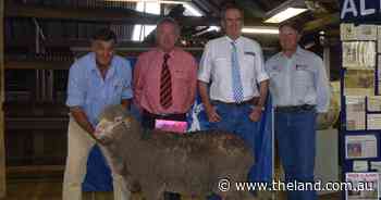 Alfoxton tops at $7,500 for Poll Merino ram.