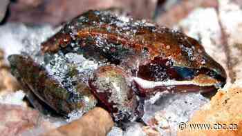 Frozen frogs, a butt-breather and a seasonal genius: How Ontario wildlife survive the winter