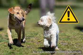 This Morning vet Dr Scott warns dog owners over pet habits