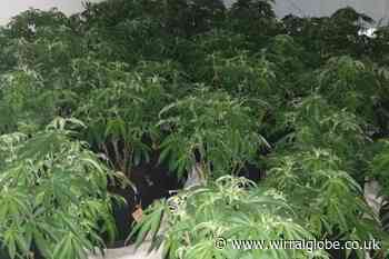 More than 400 cannabis plants found at Prenton address