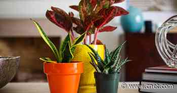 Best Indoor Plants for Low Light, Clean Air and Easy Care     - CNET